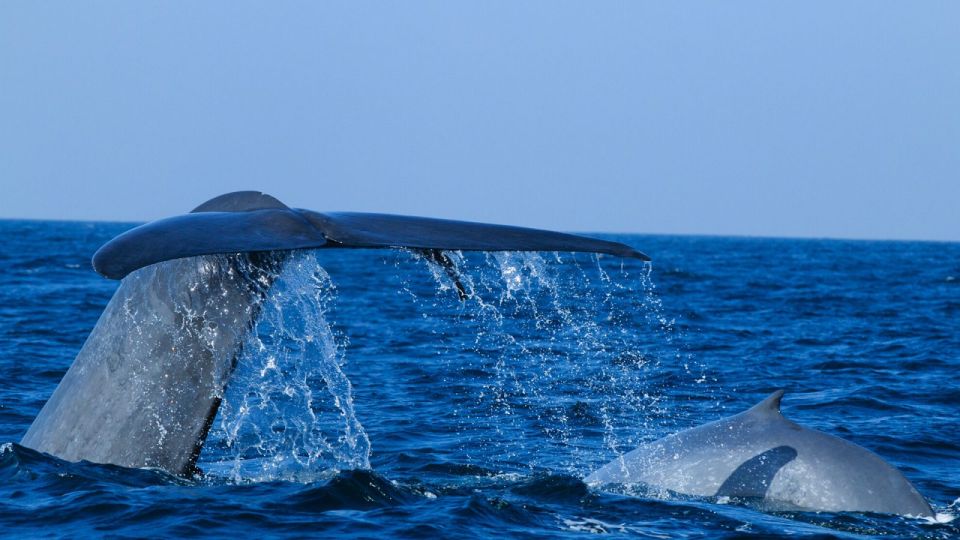 From Mirissa: Private Whale Watching Tour With Sunset - Good To Know