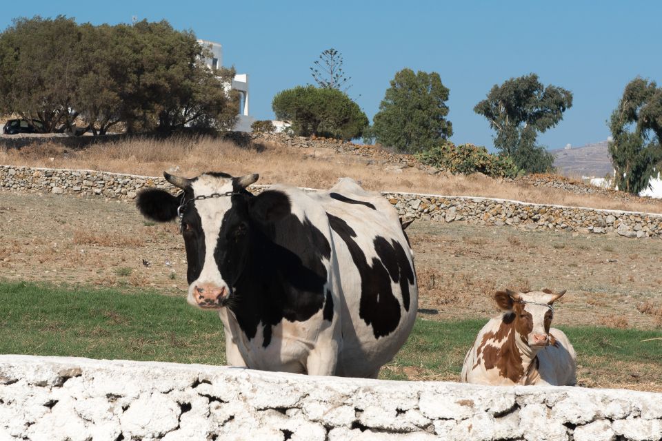 From Mykonos: Ano Mera Farm Tour - Key Points