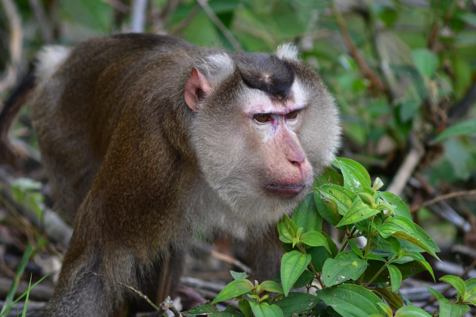 From Ninh Binh: Full Day Discover Cuc Phuong National Park - Key Points