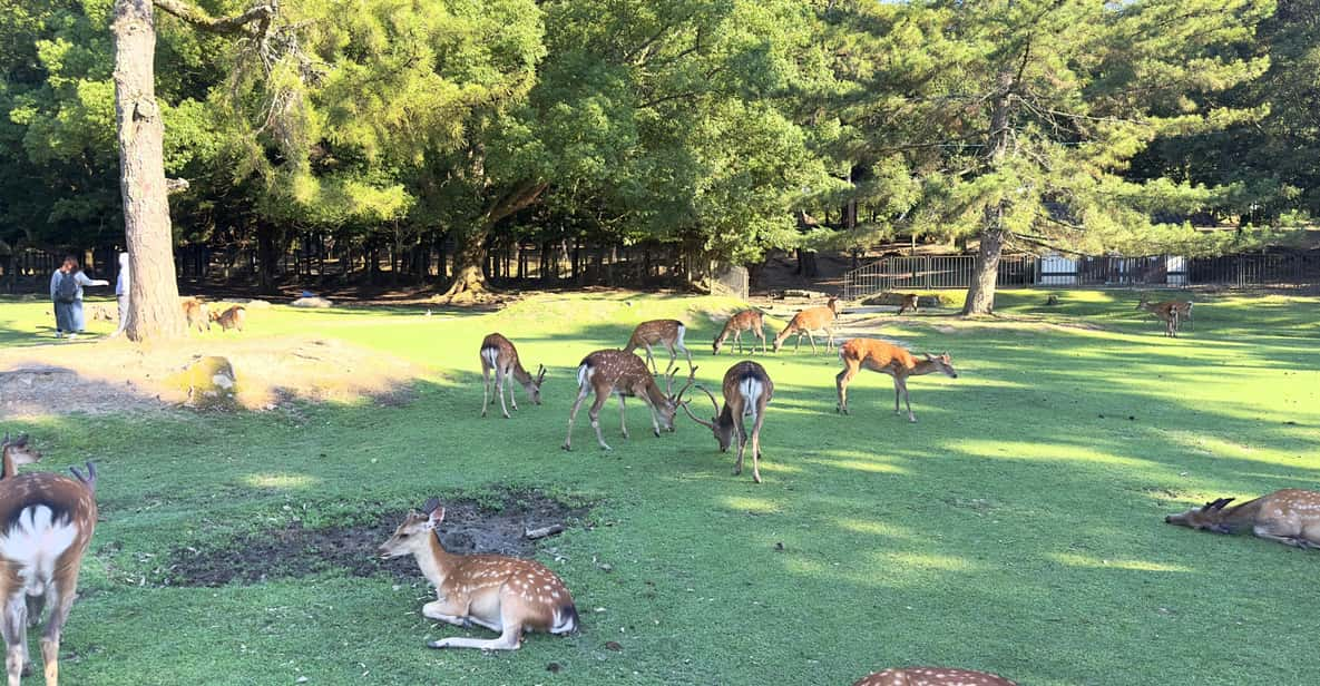 From Osaka/Kyoto: Nara One Day Private Tour - Key Points