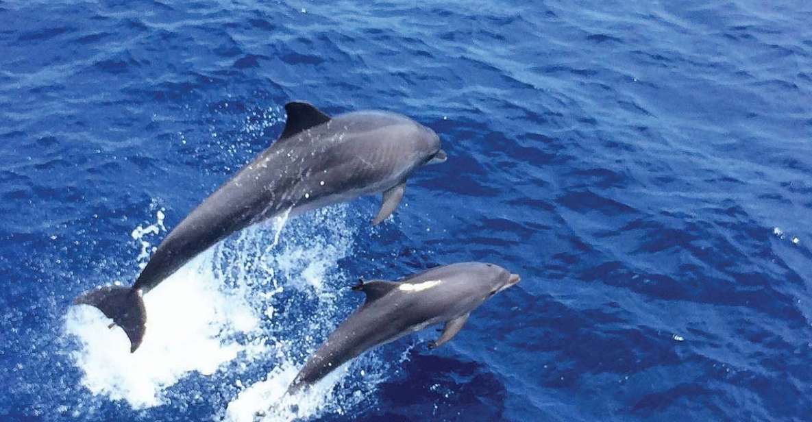 From Palma: 3-Hour Morning Dolphin Watching Boat Tour - Key Points