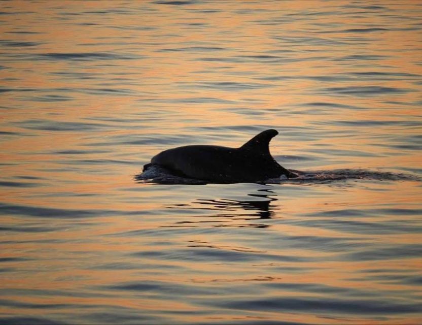 From Poreč: Evening Dolphin Cruise With Welcome Drink - Good To Know