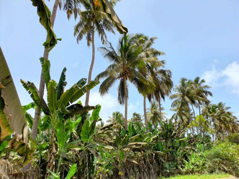 From Praia: Banana Plantation Tour and Cuscuz Workshop - Good To Know