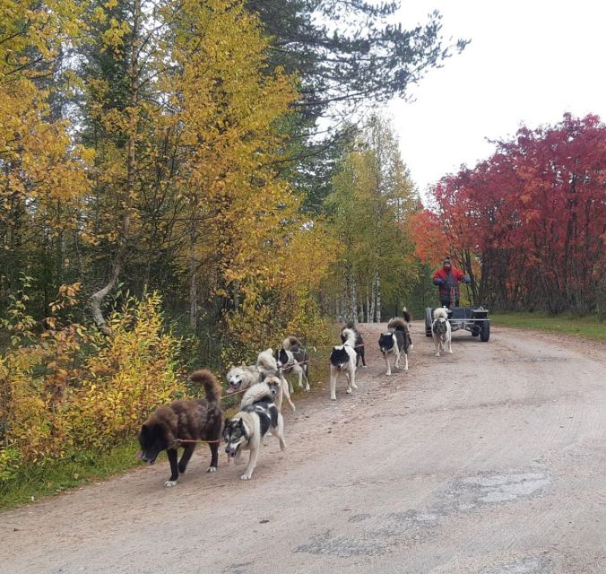 From Rovaniemi: Autumn Husky Safari Adventure - Key Points