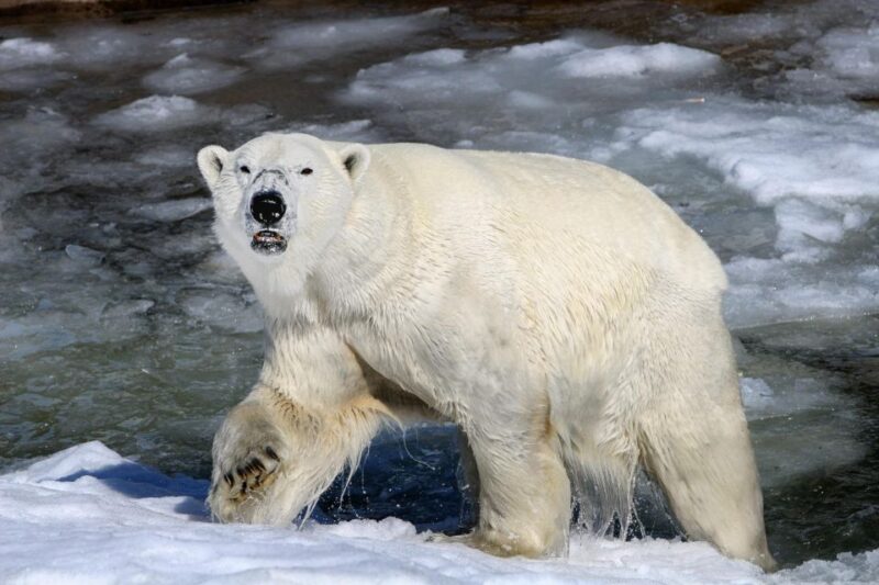 From Rovaniemi: Return Transfer to Ranua Zoo by Private Van - Key Points
