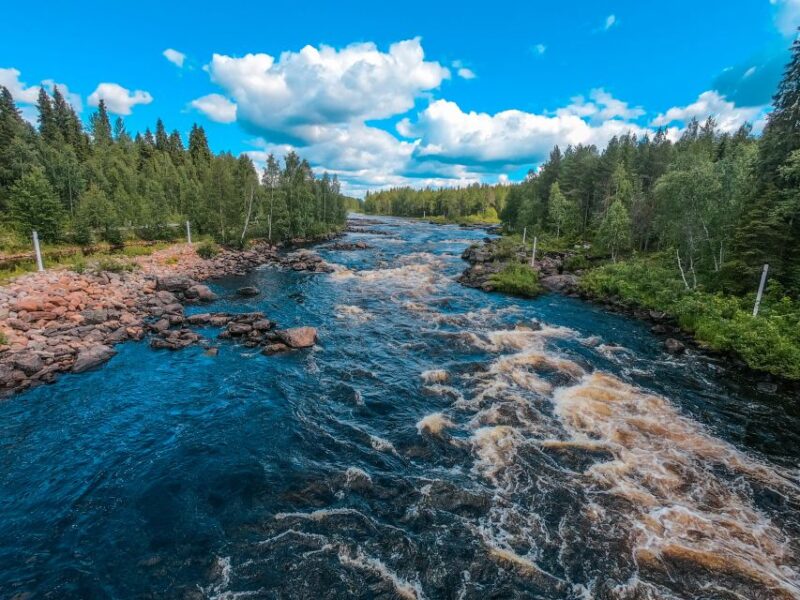 From Rovaniemi: Vikaköngäs Forest Hiking Tour With BBQ - Key Points