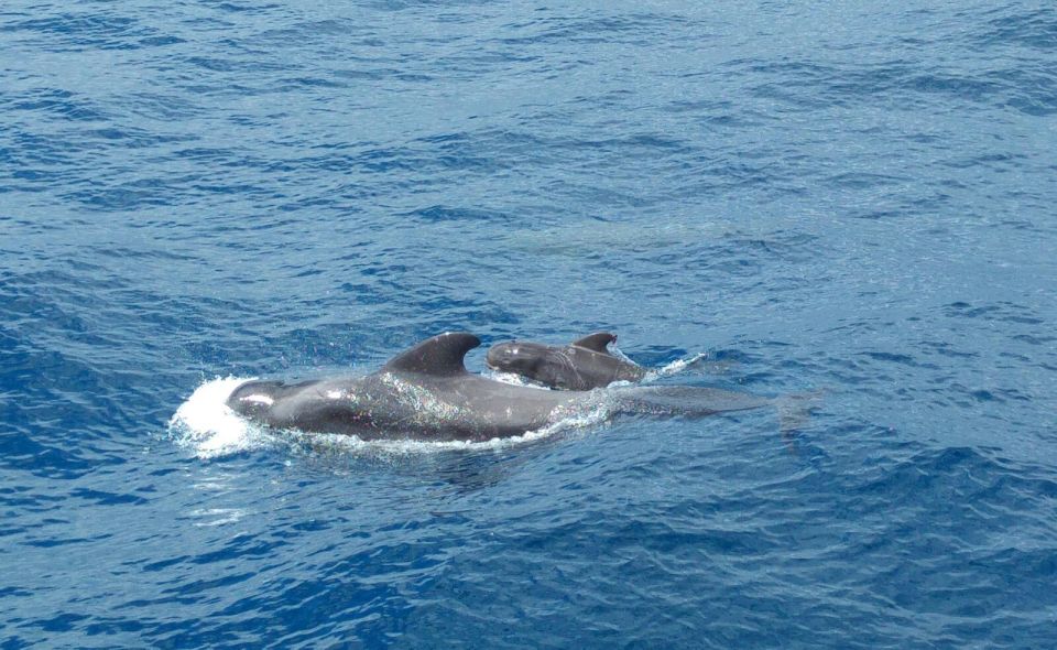 From San Juan Beach : Marine Life Cruise - Key Points