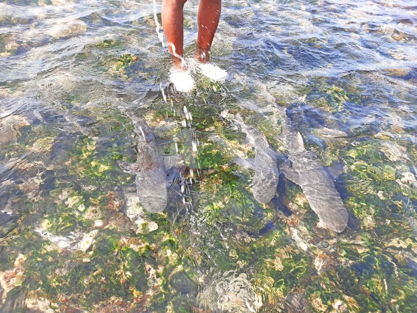 From Santa Maria: Natural Pools & Shark Bay Private Day Trip - Good To Know