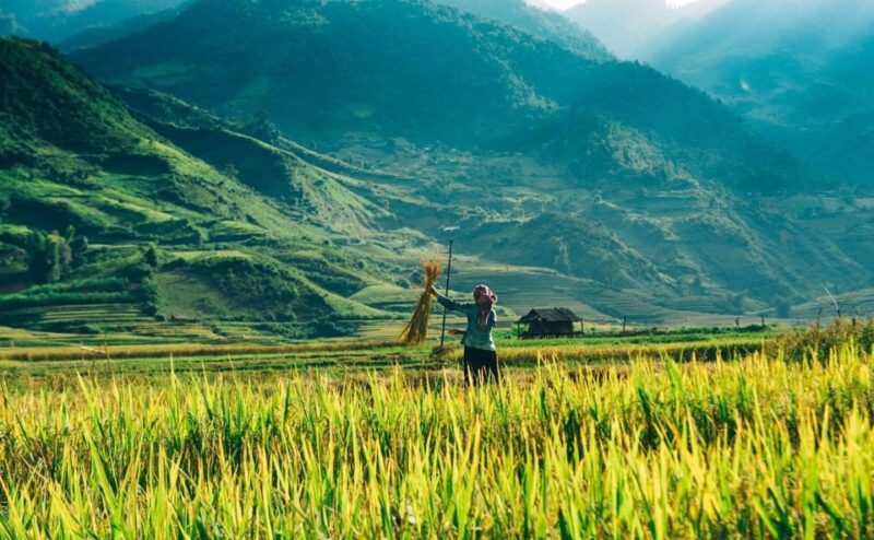 From Sapa : 1 Day Amazing Sapa Trek to Terrace Rice Field - Key Points