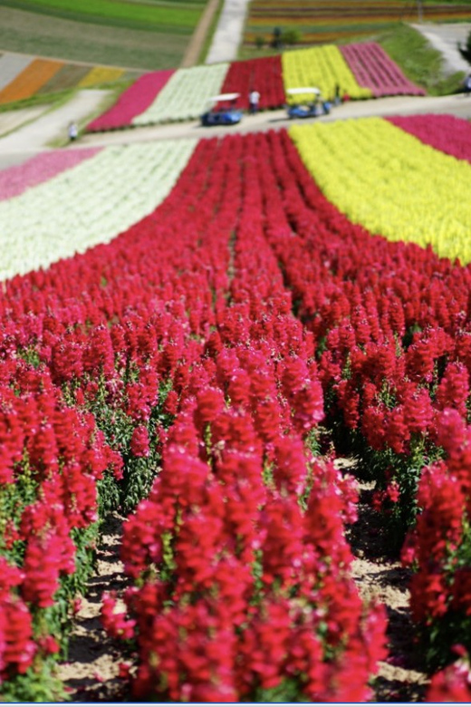 From Sapporo : Hokkaido Furano Tomita Farm Joiner Tour - Seasonal Attractions