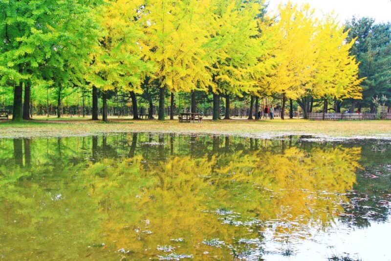 From Seoul: Mt. Unak-Suspension Bridge/Nami(+Rail Bike) Tour - Key Points