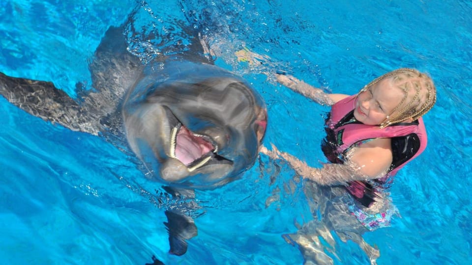 From Side: Dolphin and Seal Show Ticket With Hotel Transfers - Key Points