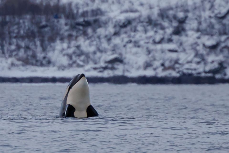 From Skjervøy: Whale Watching in a Heated Cabin Cruiser - Good To Know