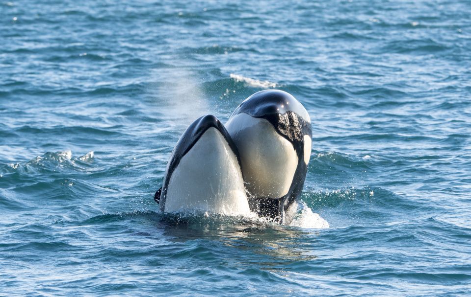 From Svolvær: Whale Watching Day Trip to Andenes - Good To Know