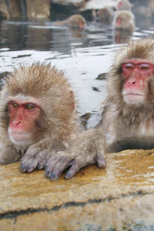 From Tokyo Memorable Snow Monkey Park & Zenkoji Temple Tour. - Tour Overview and Pricing