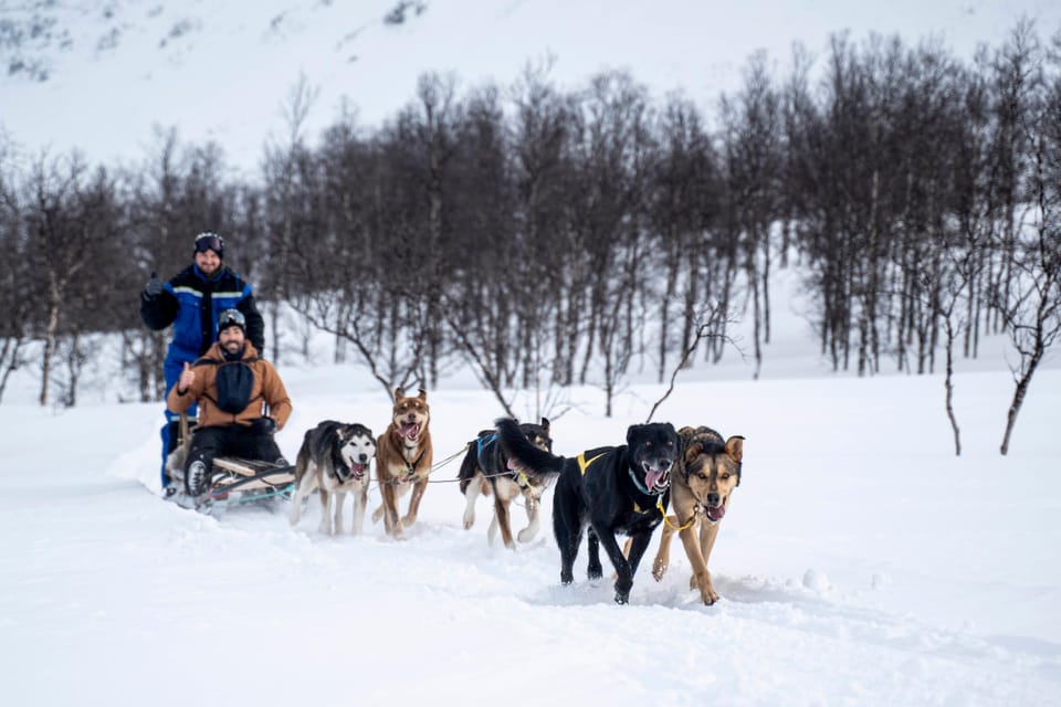 From Tromsø: Dog Sledding Adventure in Tamokdalen - Overview of Dog Sledding