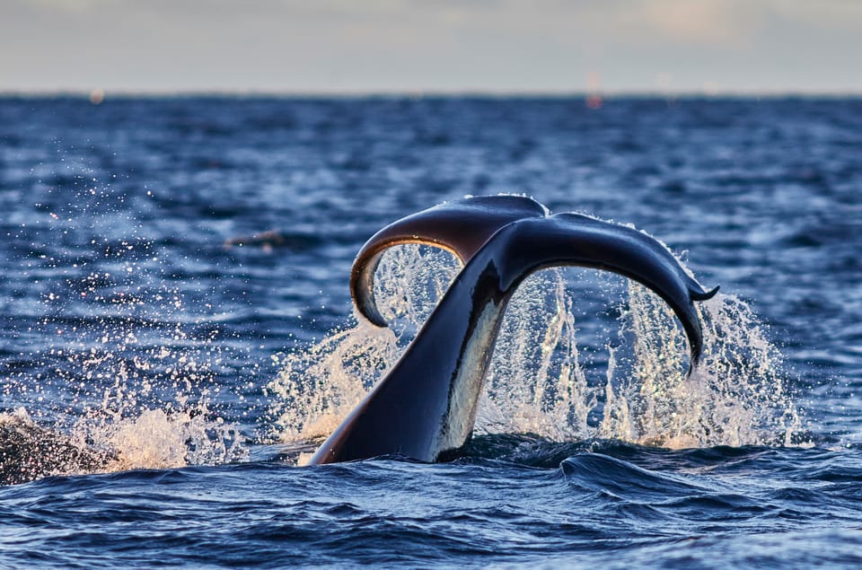 From Tromso: Whale Watching in Magic Skjervoy - Good To Know