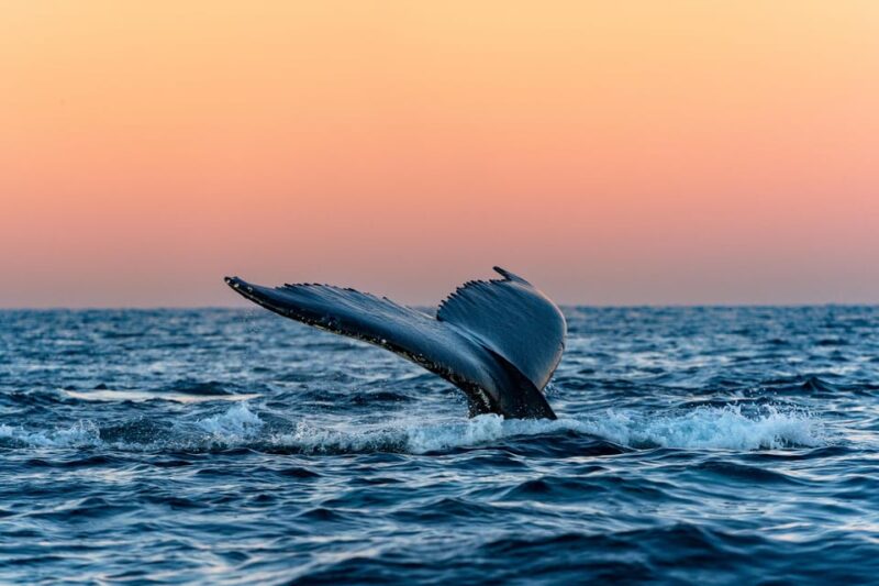 From Tromsø: Whale Watching Safari on High-Speed Catamaran - Good To Know