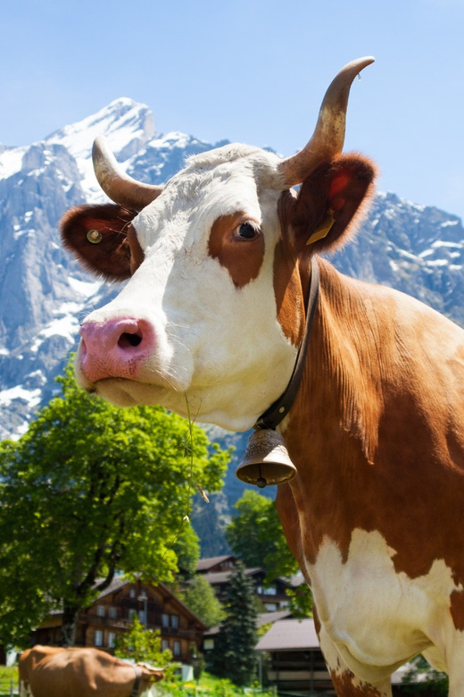 From Zurich: Chocolate & Cheese Factory, the Rhine Falls - Good To Know