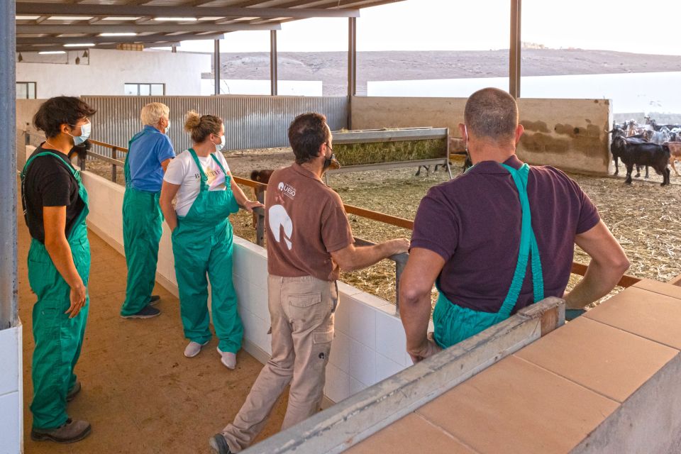 Fuerteventura: Artisan Goats Cheese Making at Local Farm - Key Points