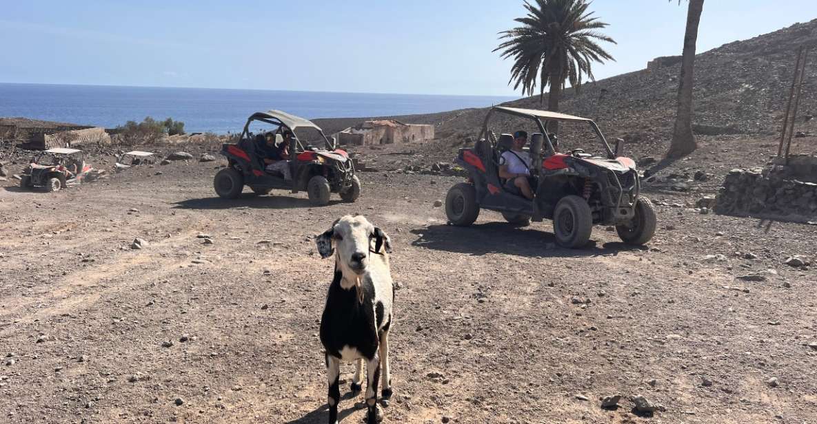 Fuerteventura: Buggy Tour in the South of the Island - Key Points