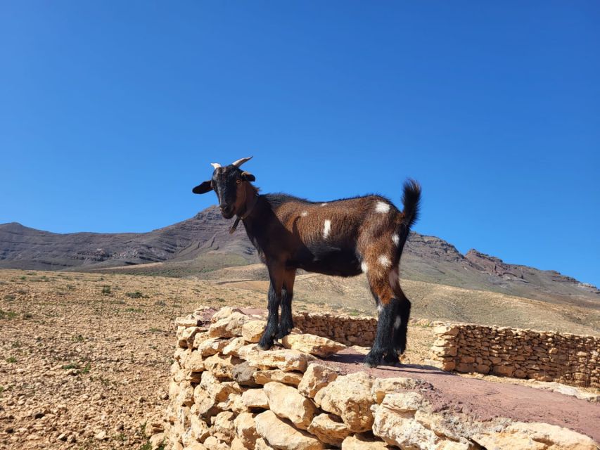 Fuerteventura: Guided Trekking Tour With Island Goats - Activity Overview