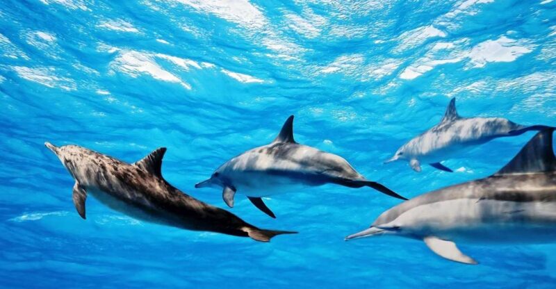 Fuerteventura: Whale & Dolphin Watching Boat Tour With Guide - Key Points