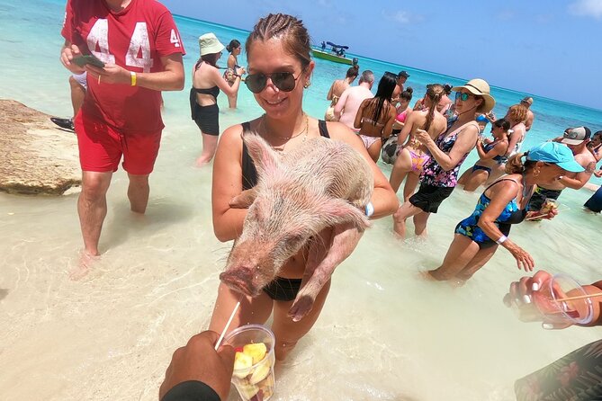 Full-Day Luxury Private Rose Island Pigs and Turtles Excursion - Key Points