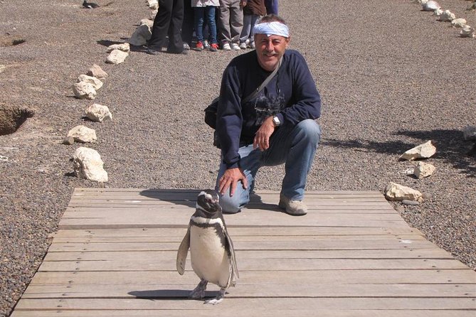 Full Day Punta Tombo - Walking Among Penguins Experience - Madryn - Good To Know