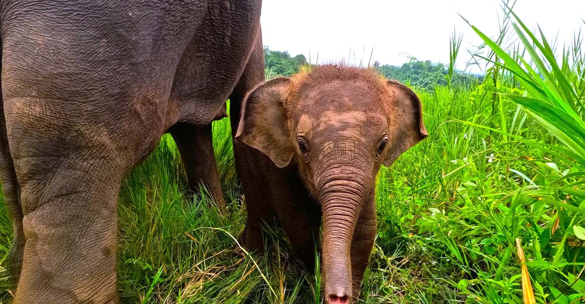 Full-Day With CHIANGMAI ELEPHANT CARE and Sticky Waterfall - Key Points