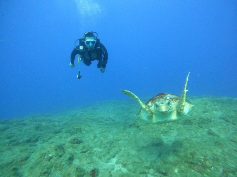 Fun Dive for Certified Divers in Tenerife - Key Points