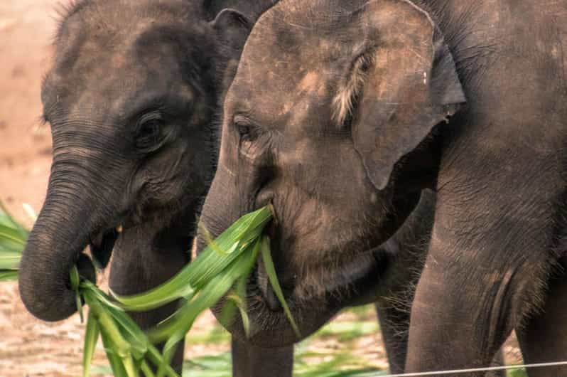 Galle/Mirissa/Hikkaduwa: Transfer to Ella & Udawalawa Safari - Good To Know