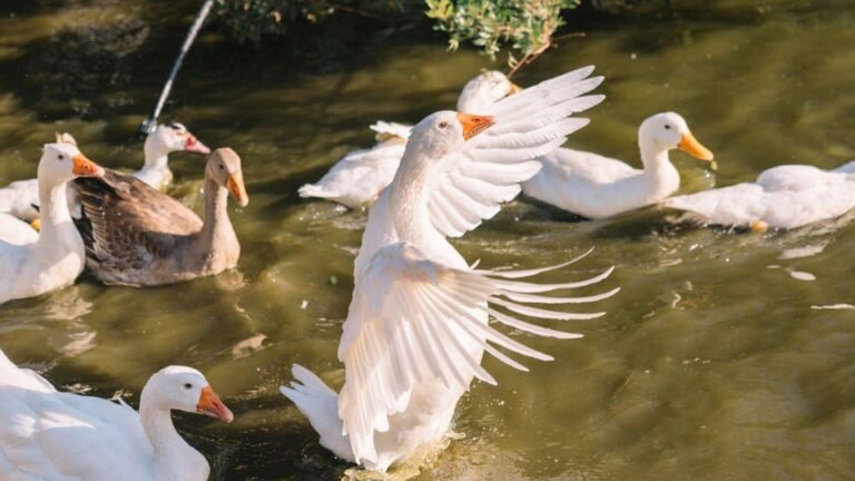 Gallura: Picnic on a Farm With Animals