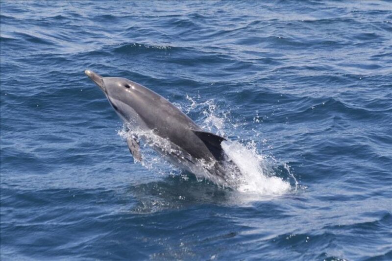 Gibraltar Dolphins Watching Day Trip From Seville - Key Points