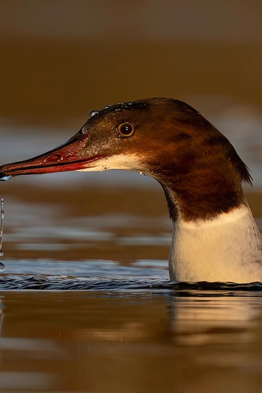 Glasgow: Beginners Wildlife Photography Workshop - Key Points