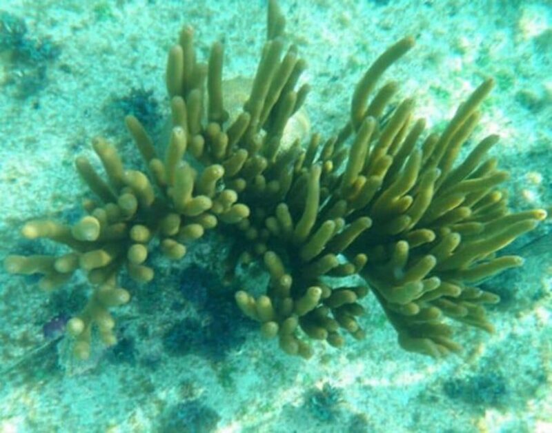 Glass Bottom Boat Ride in Trincomalee - Good To Know