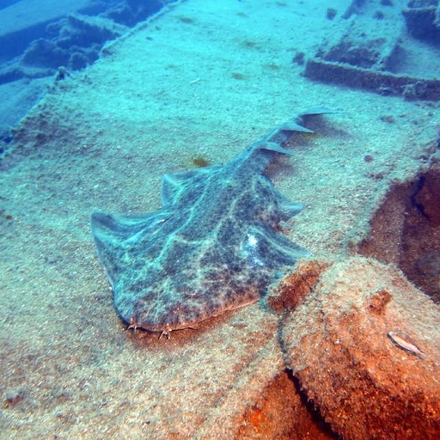 Gran Canaria: Morning Scuba Dive - Activity Overview