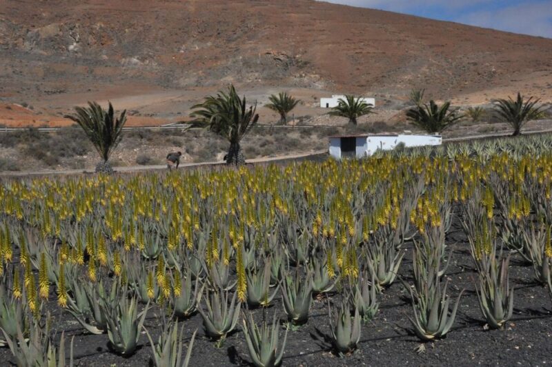 Gran Canaria Tour: Past and Present - Key Points