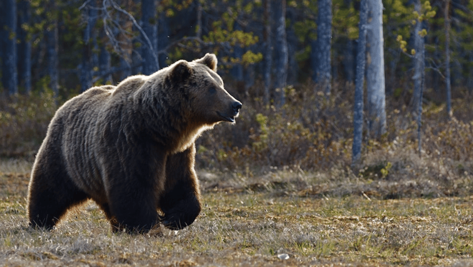 Grand Teton: Private Guided Tour (Sunrise) - Itinerary Details