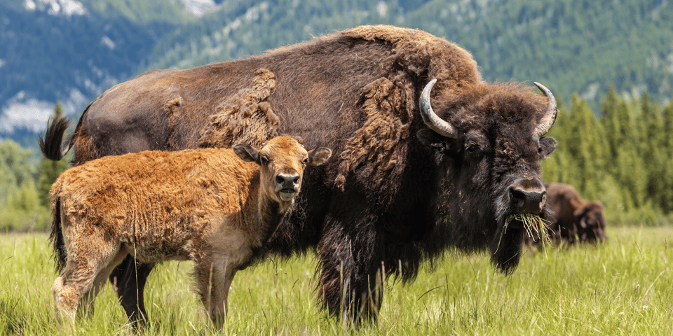 Grand Teton: Private Guided Tour - Wildlife Viewing Experience