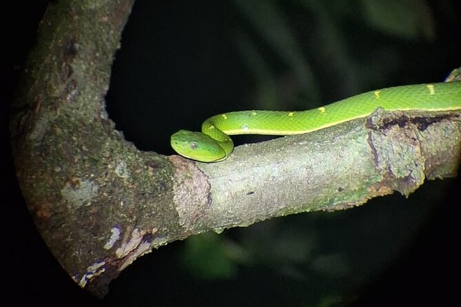 Group Guided Night Walking Tour in Monteverde - Good To Know