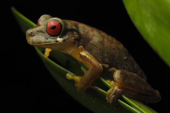 Guided Night Walk in Monteverde - Good To Know