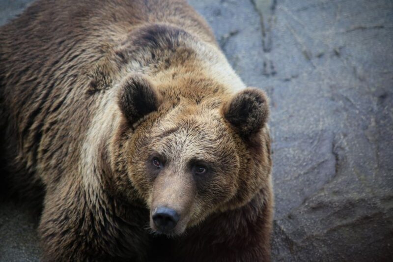 Guided Tour in Ranua Zoo With Hotel Pick up - Key Points