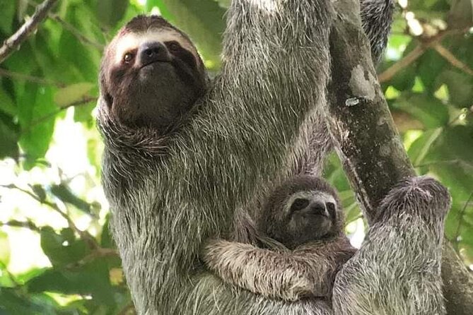 Guided Visit to Manuel Antonio National Park - Good To Know