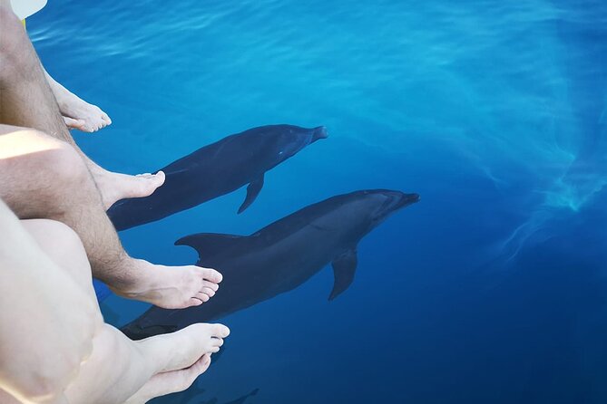 Half-Day Dolphin Watching and Snorkeling in Samara - Overview and Experience