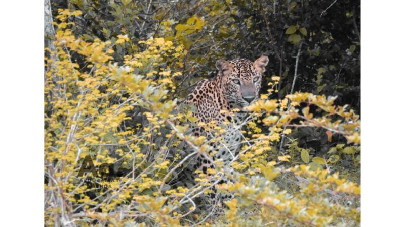 Half-Day Wild Safari in Yala National Park - Good To Know