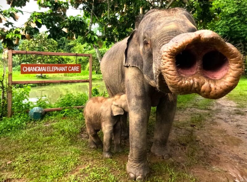 Half-Day With CHIANGMAI ELEPHANT CARE Program (12pm-5pm.) - Key Points