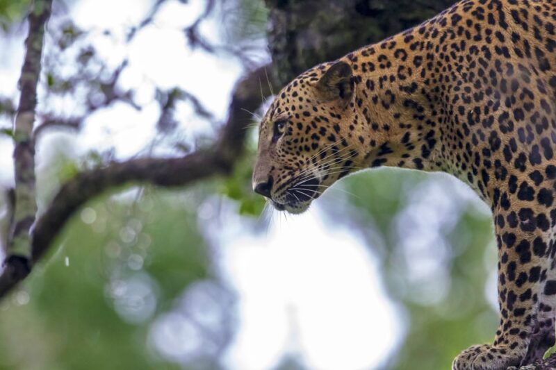 Hambantota: Yala National Park Wildlife Safari in a 4x4 - Good To Know