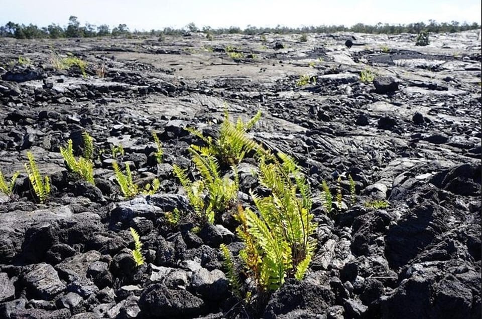 Hawaii Hilo Volcano Day Tour From Oahu Island - Key Points