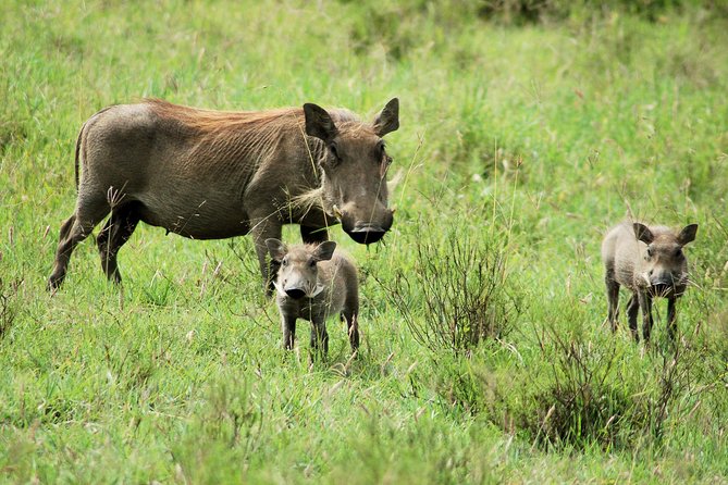 Hells Gate National Park Private Bike Tour From Nairobi - Good To Know